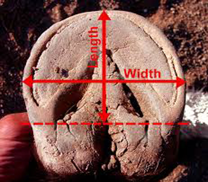 Renegade  PRO COMP Rosso_1