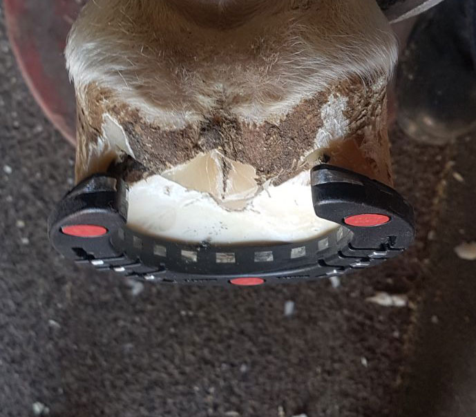 Colleoni TRIPUDIO Gomma Hind 2_4