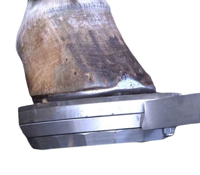 Colleoni Mascalcia Digital Extension